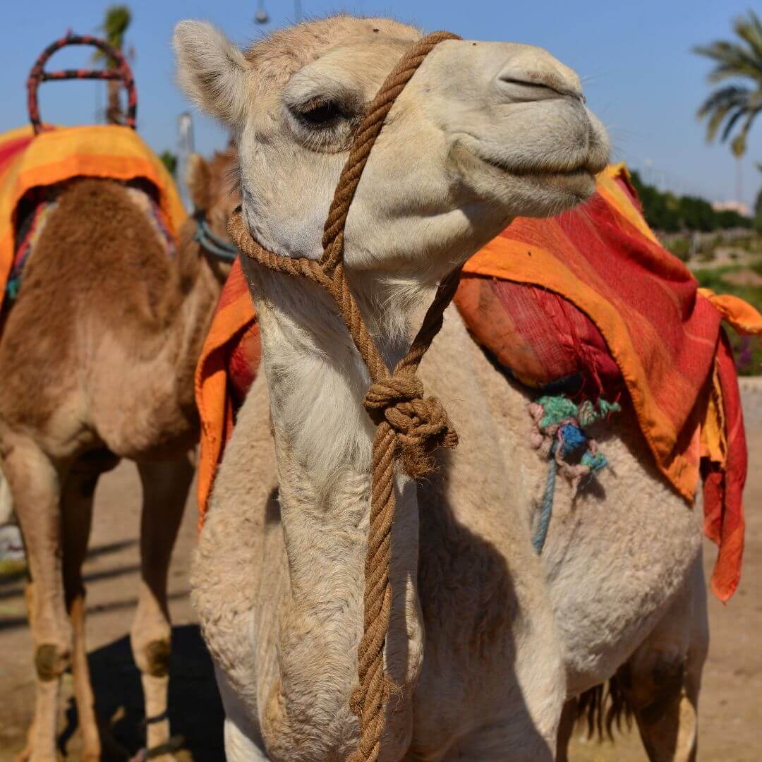 Experience the Heart of Marrakech with Our Unforgettable Camel Ride Excursion