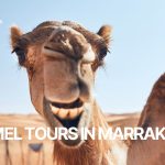 camel tours in marrakech