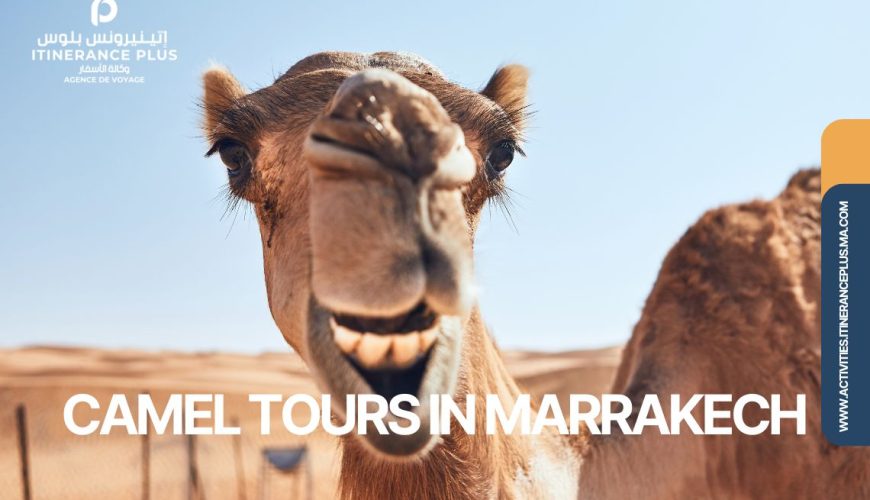 camel tours in marrakech