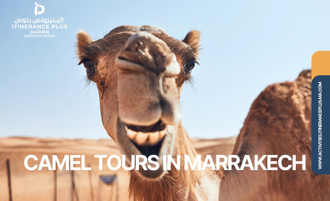 camel tours in marrakech